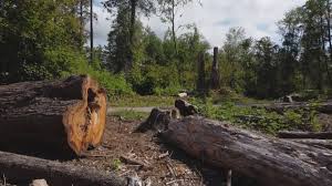 Best Firewood Processing and Delivery  in Allentown, PA