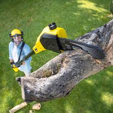 Best Tree Mulching  in Allentown, PA