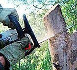 Best Commercial Tree Services  in Allentown, PA