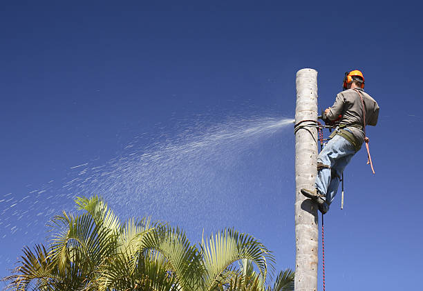 Best Tree Removal  in Allentown, PA