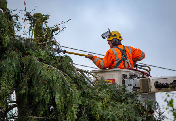 Best Utility Line Clearance  in Allentown, PA