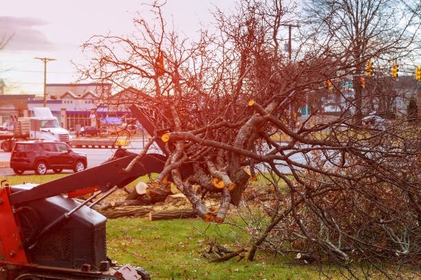 Best Root Management and Removal  in Allentown, PA