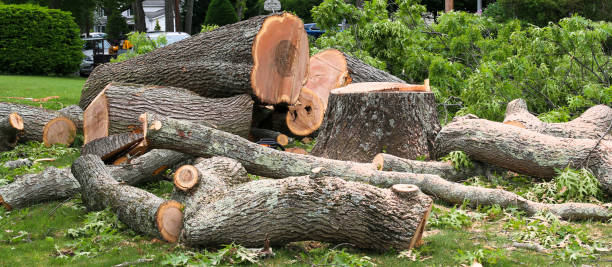 How Our Tree Care Process Works  in  Allentown, PA