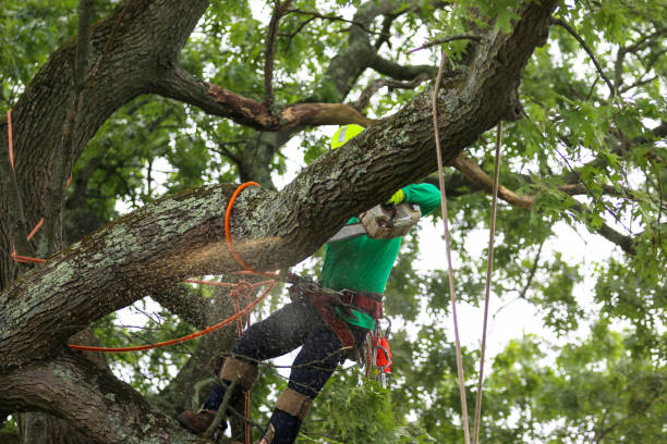 Professional Tree Care in Allentown, PA