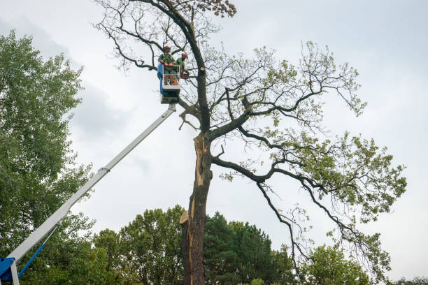 Best Leaf Removal  in Allentown, PA