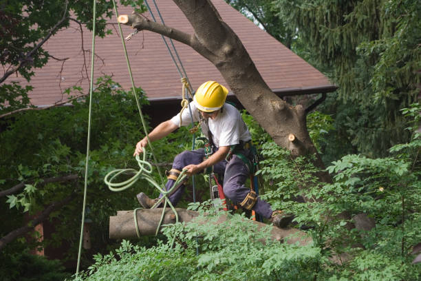 Best Hazardous Tree Removal  in Allentown, PA