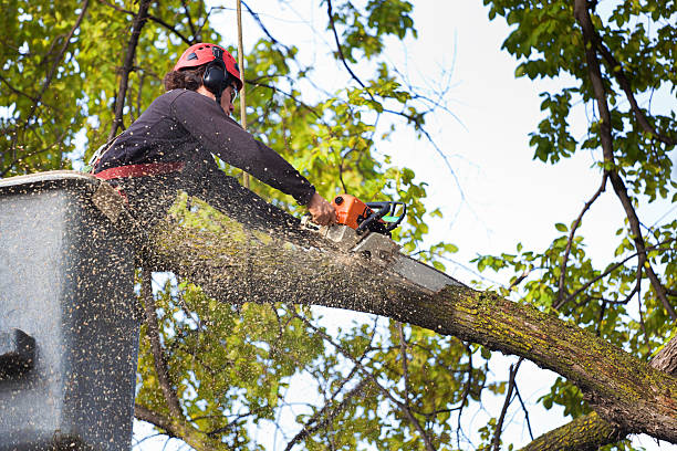 Best Fruit Tree Pruning  in Allentown, PA