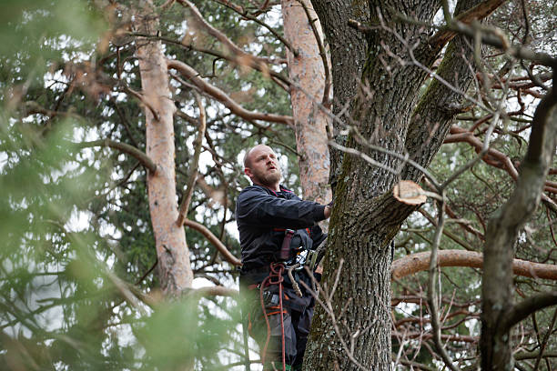 Best Storm Damage Tree Cleanup  in Allentown, PA